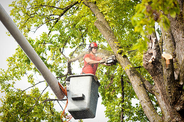 Best Tree Pruning Services  in Black Forest, CO